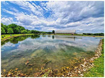 Blue Sky Over Pond